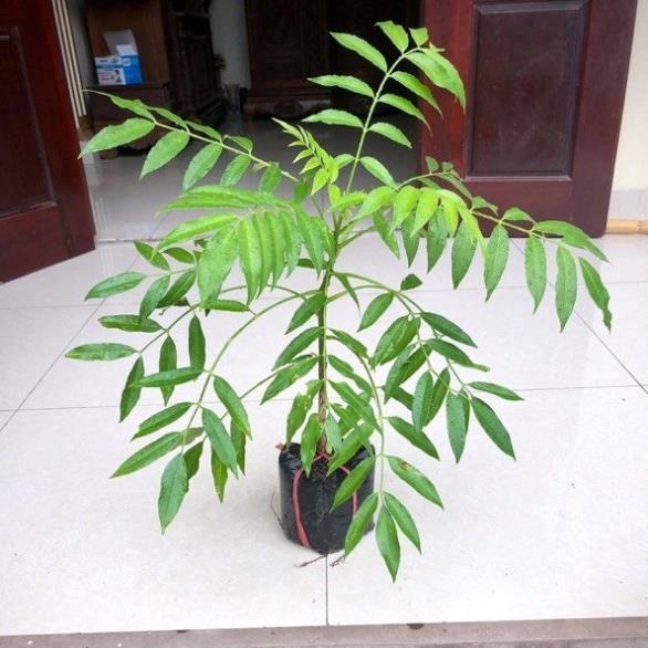 Cây cóc thái lùn siêu quả trồng chậu 6 tháng ra quả không sâu bệnh dễ chăm sóc .