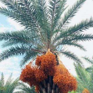 Cây Chà là thái... loại Chà Là ăn trái