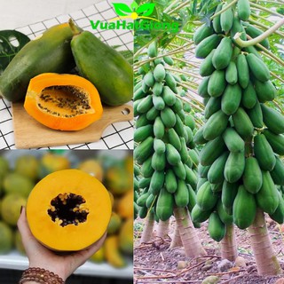 Hạt Giống Đu Đủ Ruột Vàng F1 Dễ Trồng