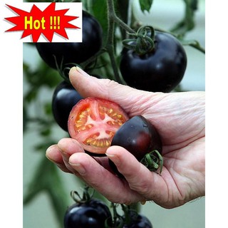 Hạt giống Cà chua đen F1 (10 hạt)
