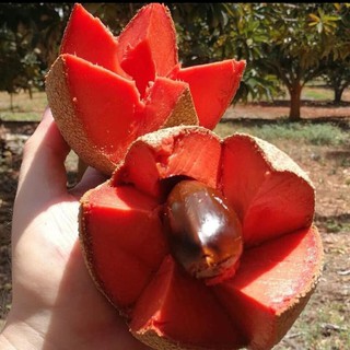 Cây hồng xiêm ruột đỏ