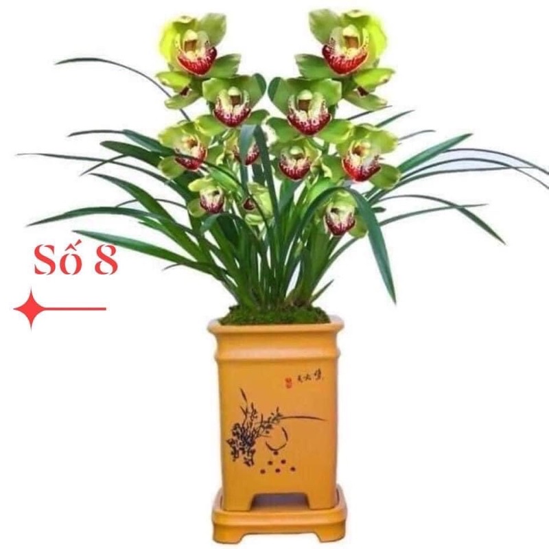 Địa lan santo hoa Tết