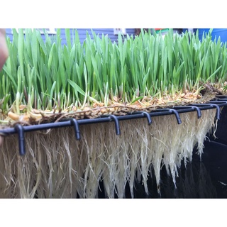 Shop 1k - Hạt Giống Cỏ Lúa Mì Đỏ Cỏ Mèo Wheatgrass (A2.205| W20*V34)