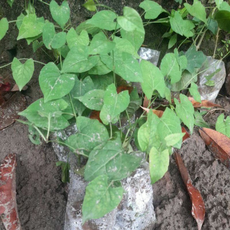 Cây Hà thủ ô đỏ