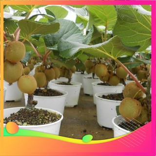 Hạt Giống Cây Kiwi - 30 Hạt VIETGAR