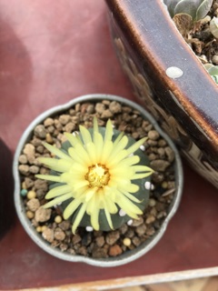 Xương rồng aster nudum