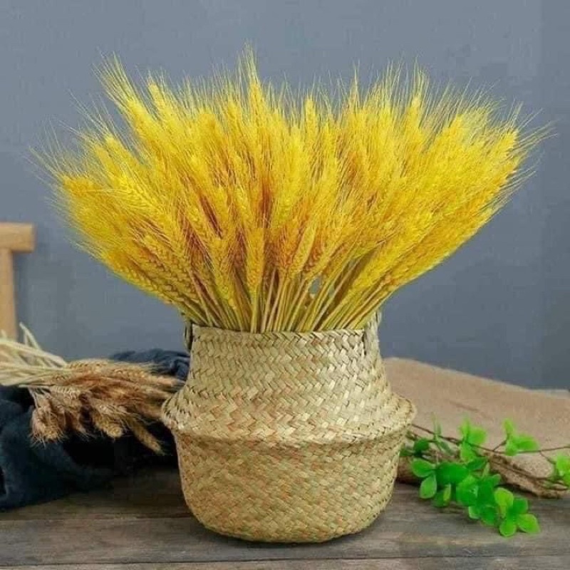 Bông lúa mạchCombo 100 Bông lúa mạch khô decor trang trí siêu đẹp
