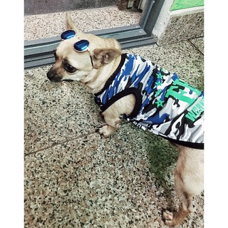 Quần áo chó mèo, áo FBI cho boss ( hình thật )