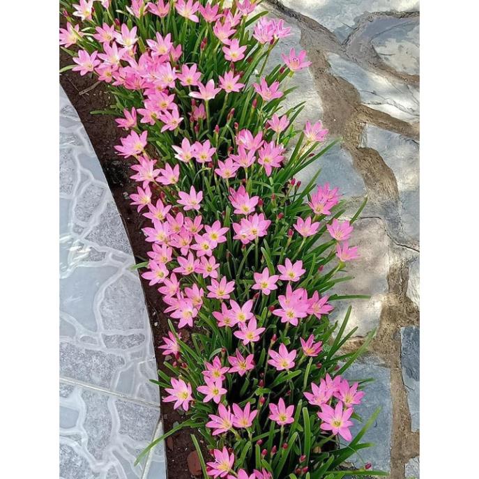 Cây Hoa Huệ Mưa - Tóc Tiên (1kg)