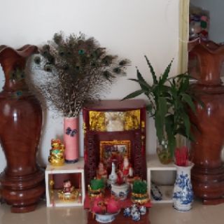 Set Lông công của kim tuyet
