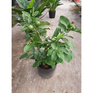 Ổi Thái ( chậu đang trái như ảnh)