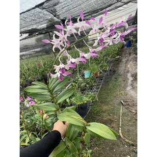 Lan Nắng Urawan hồng cây đang nụ