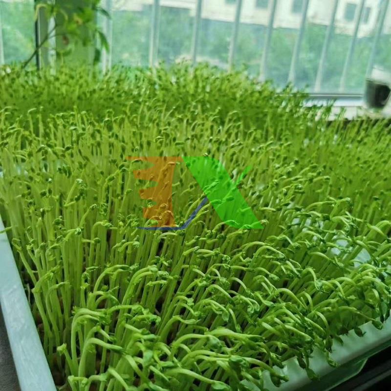 Hạt giống rau mầm Đậu Hà Lan, Hạt mầm Đậu Hà Lan vàng không chất bảo quản