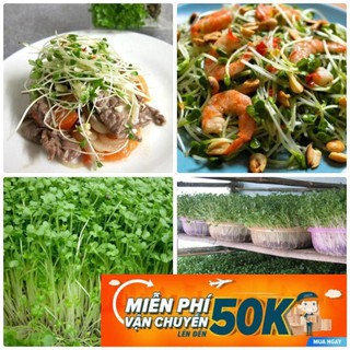 20g Hạt giống Rau mầm Dinh Dưỡng