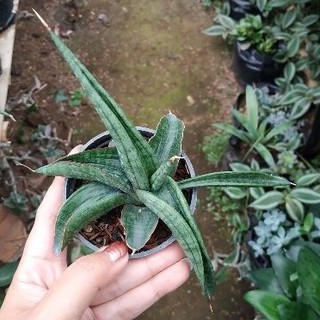 Chậu Cây Cảnh Giả Trang Trí Nhà Cửa