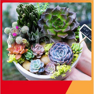 Hạt giống Hoa Sen đá mix