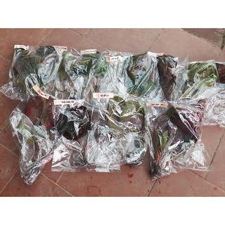 combo 10 cây giống hoa súng mixx màu