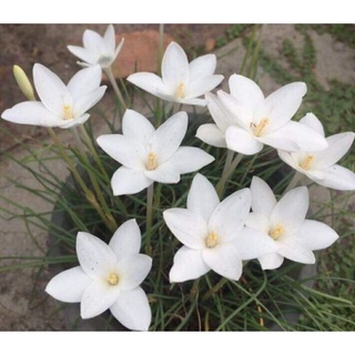 Củ huệ mưa Traubi lá kim hoa trắng thơm