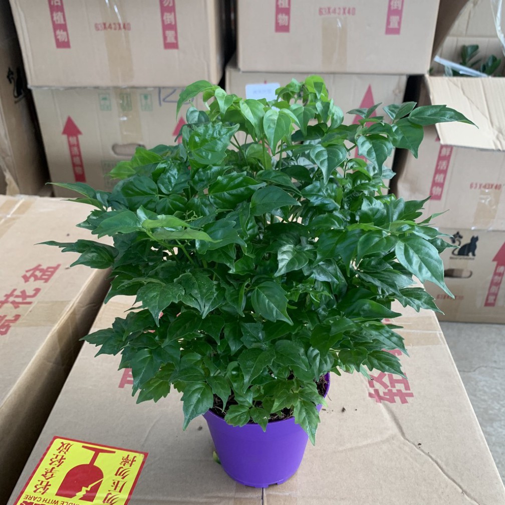 Cây hạnh phúc để bàn cao 25-30cm nhiều cành lá xum xuê và xanh tươi quanh năm, thích hợp trang trí nội thất