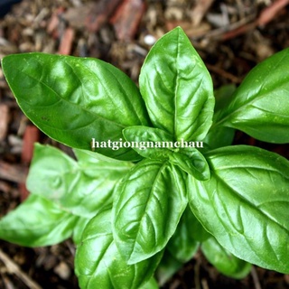 0.5 GR - HẠT GIỐNG HÚNG TÂY BASIL ĐÀ LẠT