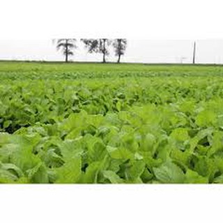 1 Lạng hạt giống rau cải mơ