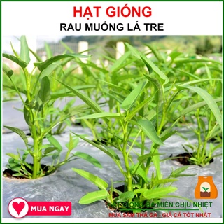 Hạt Giống Rau Muống Lá Tre Trang Nông 100gram