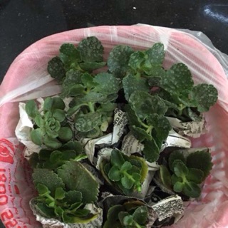 Combo 30 cây sống đời kép