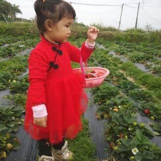 Váy đỏ chân ren