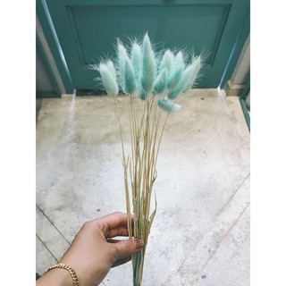 Decor - Cỏ đuôi thỏ (bó 50 cành)