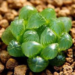 Hạt giống Sen đá Kim Cương