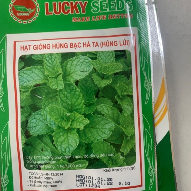 Hạt húng lủi (bạc hà ta) - cây giống húng lủi