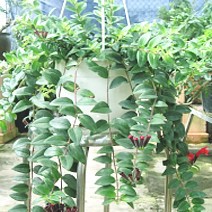 Chậu cây giống hoa lan son môi đỏ kèm chậu treo như hình - Lipstick Plant - Aeschynanthus lobbiana - Trang Flower