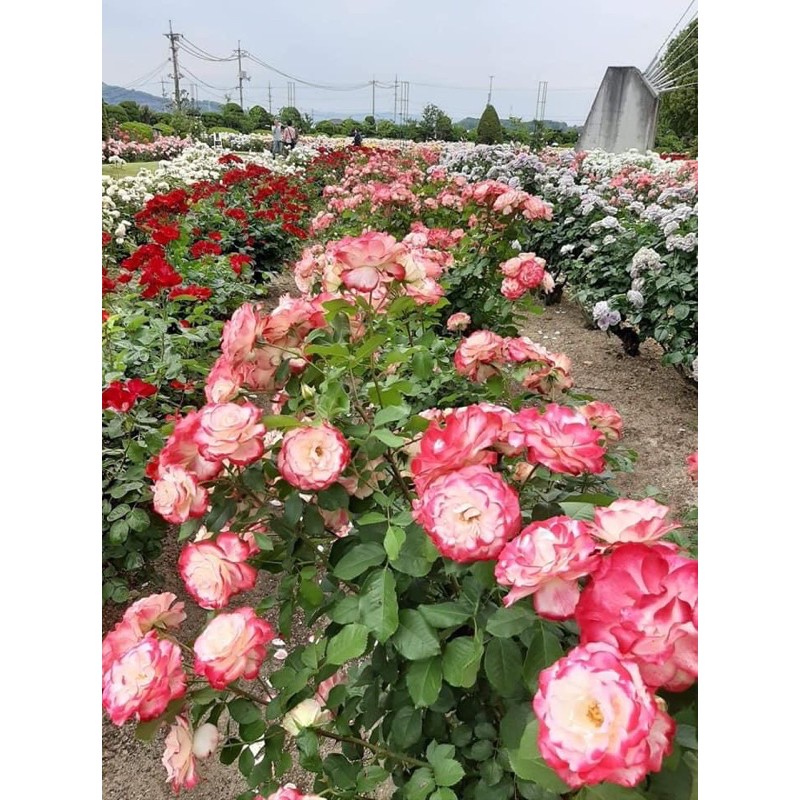 Hoa hồng Cherry Parfait