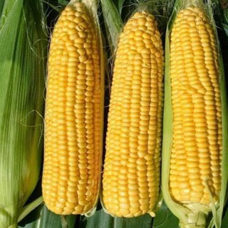 Hạt Giống Ngô Ngọt Thái lan bắp to dài