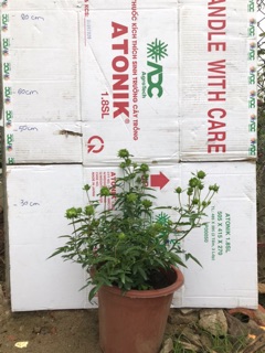 Hoa hồng xanh jane green