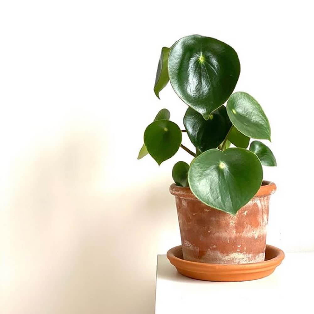 Cây Peperomia polybotrya Raindrop (Cây Giọt Mưa) chậu treo bí ngô