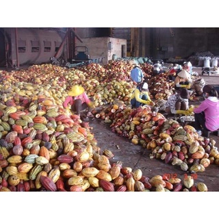 bột cacao daklak 100% nguyên chất
