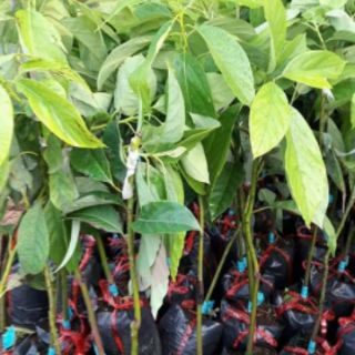 Giống cây bơ 034