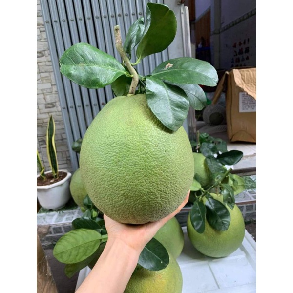 Bưởi da xanh mỏng vỏ bao ăn