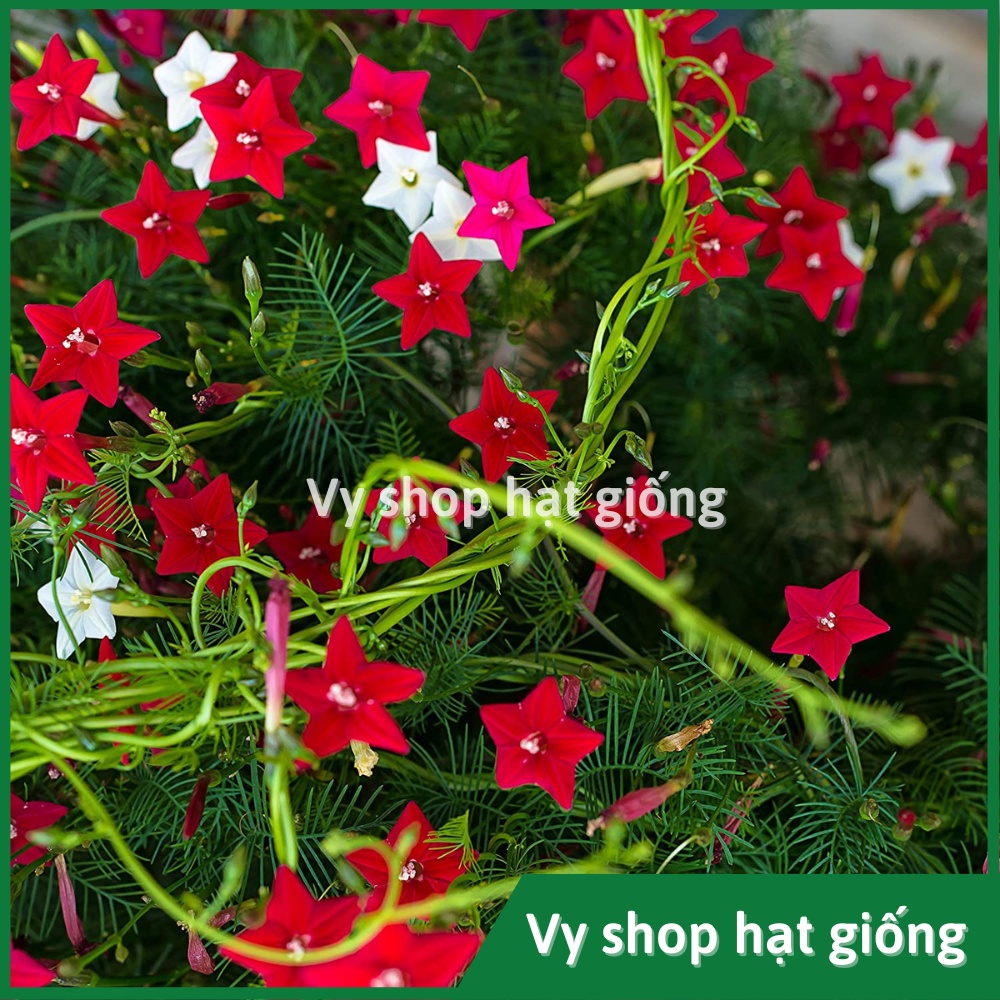 Hạt giống hoa tóc tiên leo  gói 30 hạt mix màu
