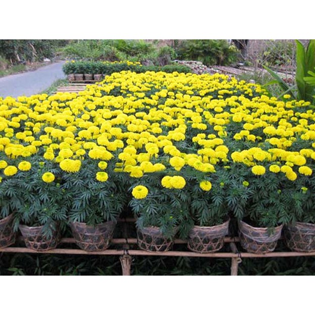 Hạt giống Hoa Cúc Vạn Thọ, đóng gói 0.01gr (10 hạt)
