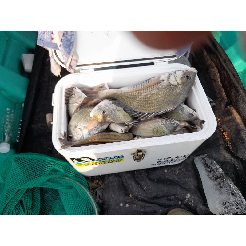 Mồi xả dụ cá tráp . Sea bream fishing