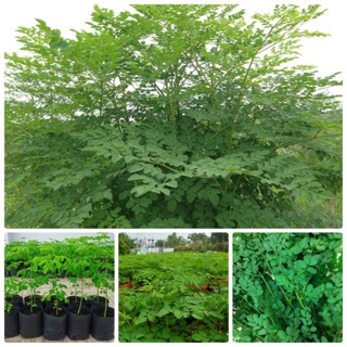 50 Hạt giống cây chùm ngây