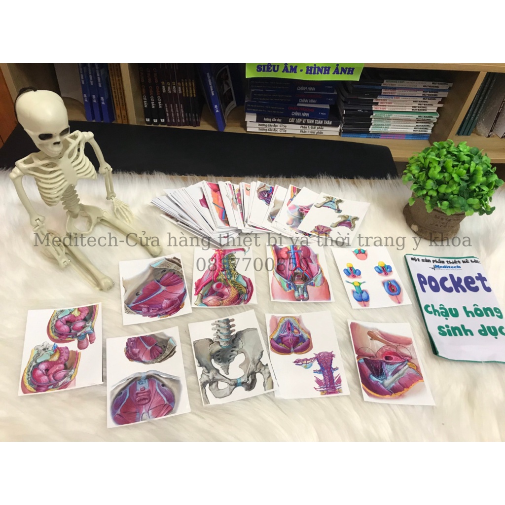 Sticker Giải phẫu từng chương-Pocket Sticker Anatomy Học Giải Phẫu Thông Minh-Đến từ Meditech