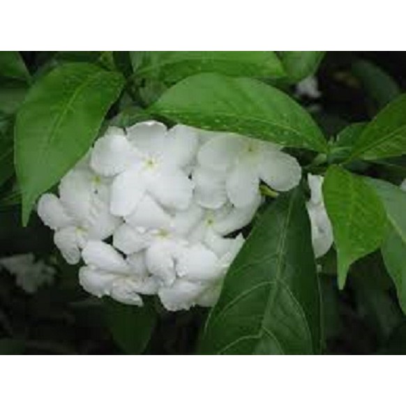 BẦU CÂY GIỐNG MAI VẠN PHÚC