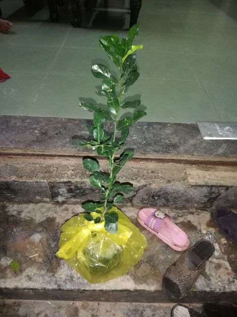 Cây chanh vàng Mỹ giống cho quả sau 6 tháng