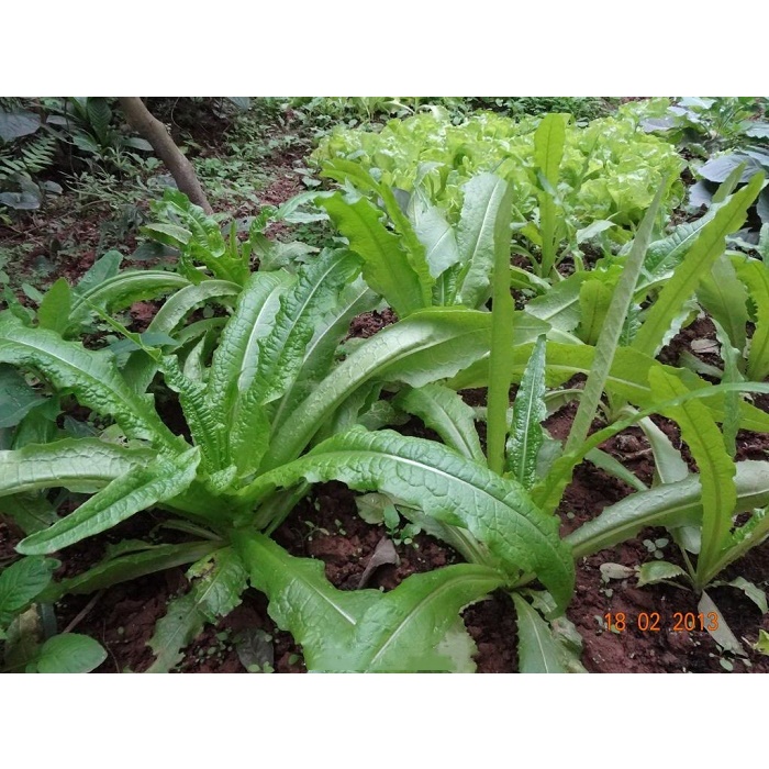 Hạt giống rau diếp thơm, hạt giống cây rau diếp thơm gói 5g