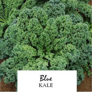 HẠT GIỐNG CẢI KALE MIX 200 HẠT