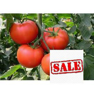 Gói 30 hạt giống cà chua chuỗi ngọc SALE