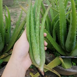 Cây nha đam con